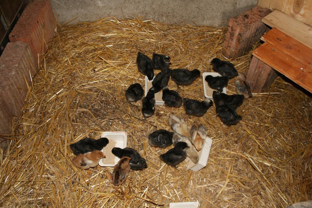 Malomdulo Farmhaz Konuk evi Pilisborosjenő Dış mekan fotoğraf