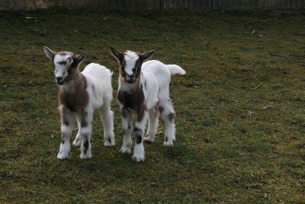 Malomdulo Farmhaz Konuk evi Pilisborosjenő Dış mekan fotoğraf