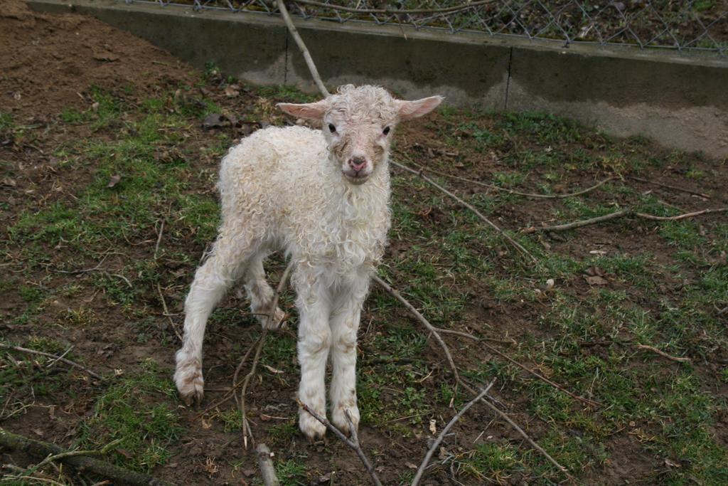 Malomdulo Farmhaz Konuk evi Pilisborosjenő Dış mekan fotoğraf