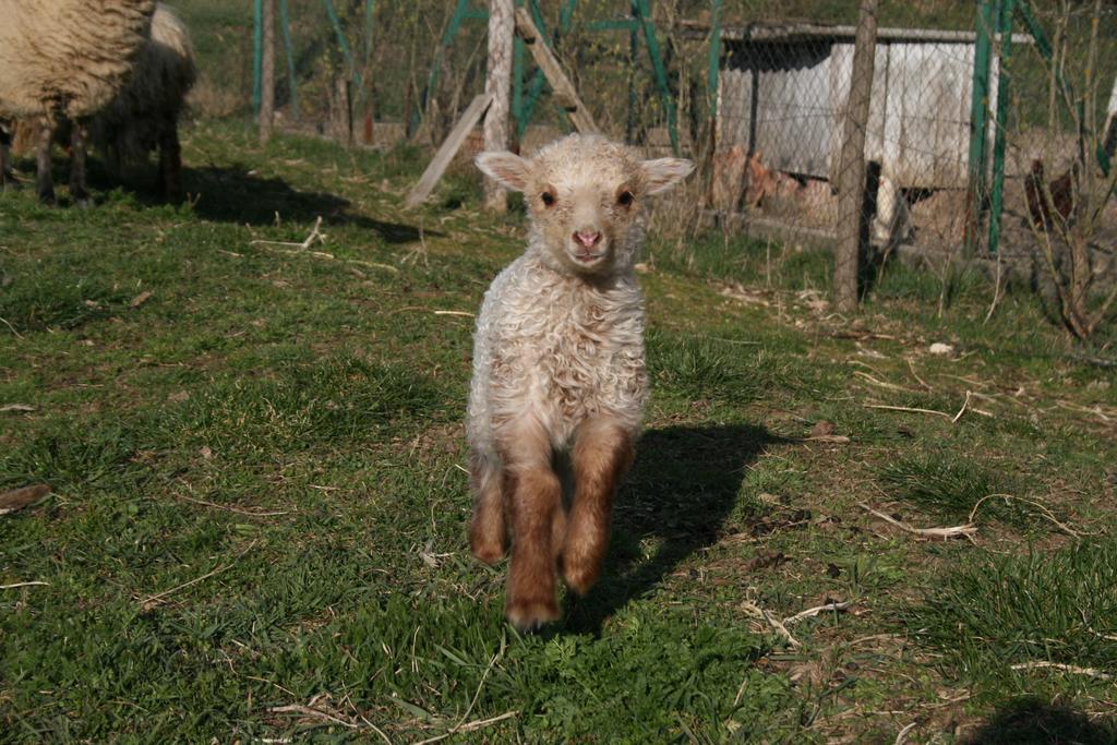 Malomdulo Farmhaz Konuk evi Pilisborosjenő Dış mekan fotoğraf