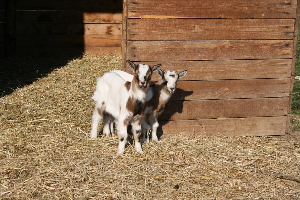 Malomdulo Farmhaz Konuk evi Pilisborosjenő Dış mekan fotoğraf