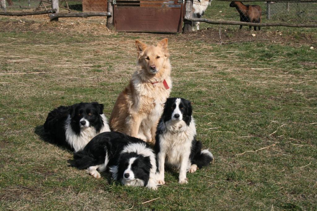 Malomdulo Farmhaz Konuk evi Pilisborosjenő Dış mekan fotoğraf