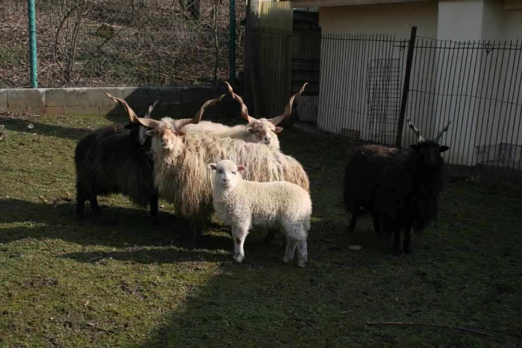 Malomdulo Farmhaz Konuk evi Pilisborosjenő Dış mekan fotoğraf